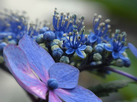 咲き初めて藍色深し額紫陽花