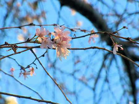 感激は年経るほどに冬桜