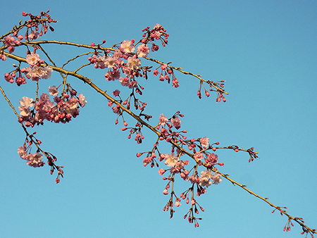 暮れ残る空に枝垂るる夕桜 