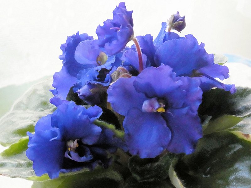 水無月や良き名の一花紫紺色